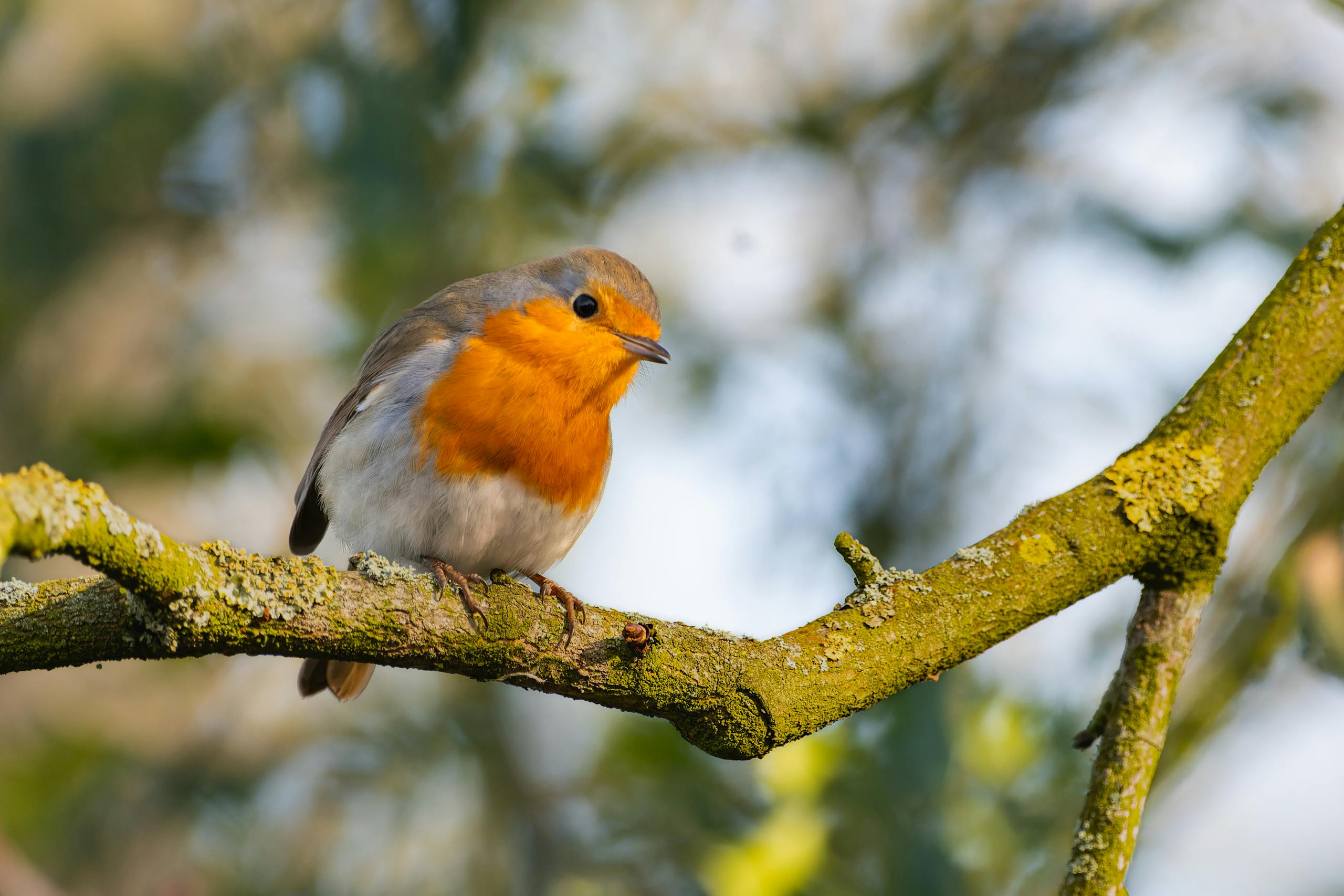 Close-up of a European robin perched on a mossy tree branch, showcasing its vibrant plumage.